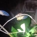 Meghalaya’s Ri-Bhoi District Witnesses Return of ‘World Cup Insect’ Cicada