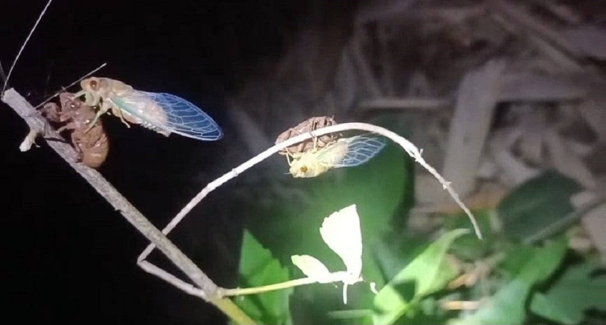 Meg As An Insect Meghalaya’s Ri-Bhoi District Witnesses Return of ‘World Cup Insect ...