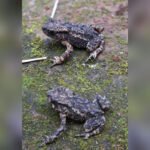 Meghalaya Discovers New Toad Species, Named ‘Dhara’ After Traditional Khasi Dress
