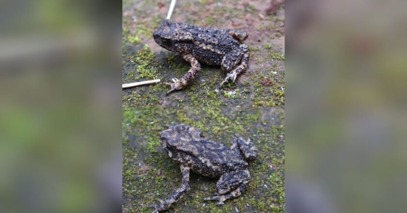 Meghalaya Discovers New Toad Species, Named ‘Dhara’ After Traditional Khasi Dress