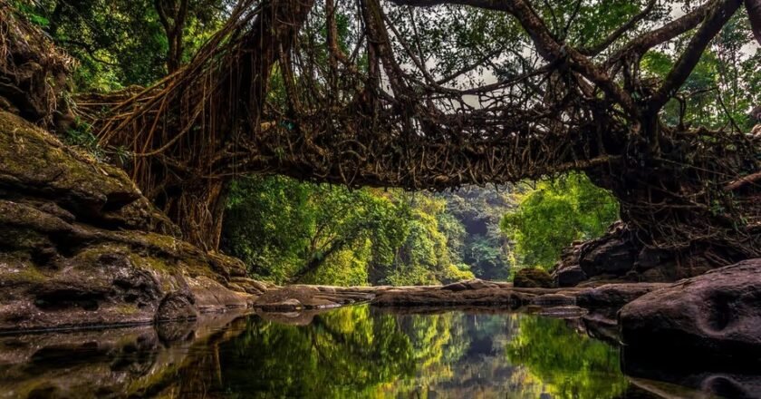 Meghalaya’s Living Root Bridge Highlighted at Cultural Showcase in Delhi