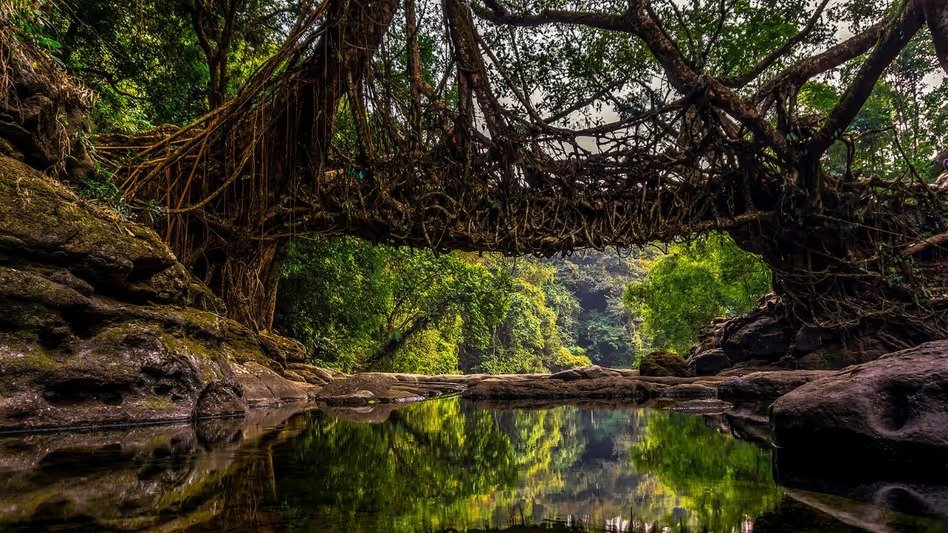 Meghalaya’s Living Root Bridge Highlighted at Cultural Showcase in Delhi