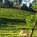 Farmers Shift to Bio-Fertilizers as Meghalaya Boosts Sustainable Farming