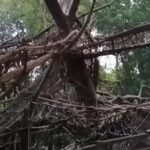 National Recognition for Meghalaya’s Hally War as India Eyes UNESCO Status for Living Root Bridges