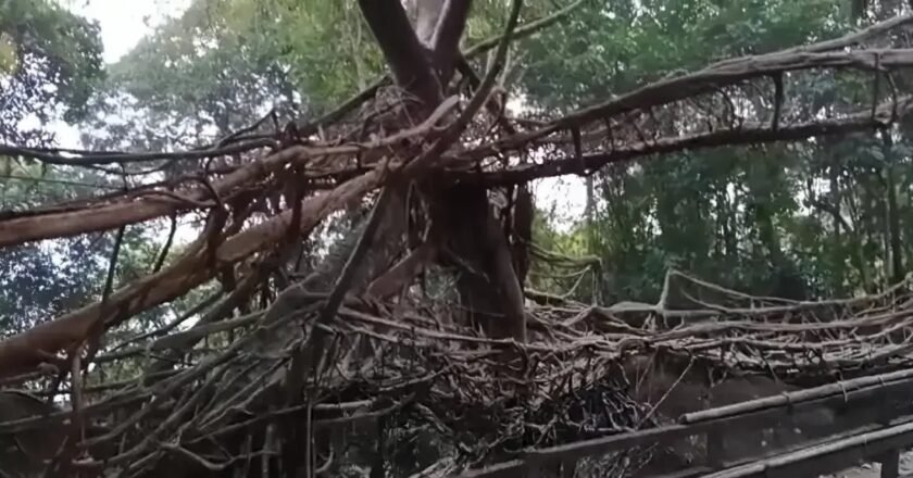 National Recognition for Meghalaya’s Hally War as India Eyes UNESCO Status for Living Root Bridges