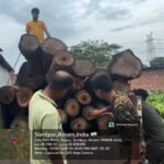 No More Timber Mafia: Assam Orders Immediate Seizure of Illegal Sawmills, Warns Officials of Personal Accountability