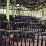 Meghalaya Govt monitoring ASF outbreak, taking steps to prevent spread: CM