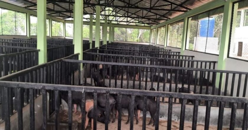 Meghalaya Govt monitoring ASF outbreak, taking steps to prevent spread: CM