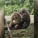 Meglaya records first ever successfull breeding of Stump-tailed Macaque in Ri Bhoi Zoo