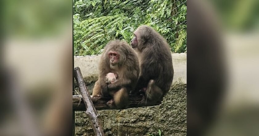 Meglaya records first ever successfull breeding of Stump-tailed Macaque in Ri Bhoi Zoo
