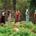 Meghalaya to host international conference on women farmers and sustainable organic agriculture