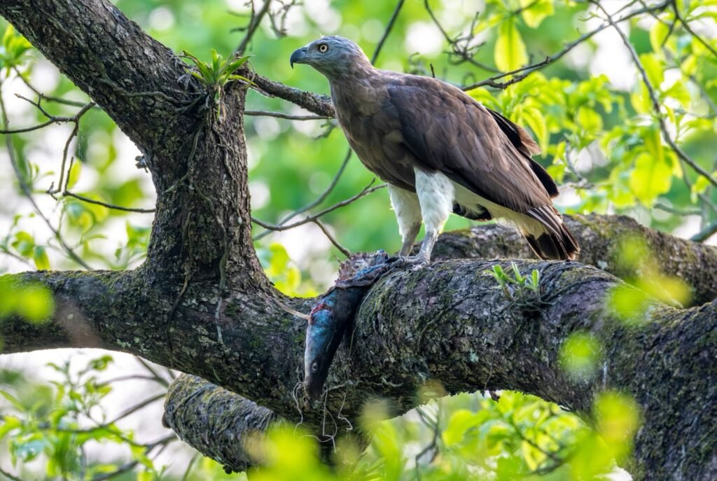 Kaziranga Survey Logs 30 Raptor, 6 Stork Species; Highlights Pallas’s Fish Eagle Habitat