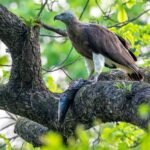 Kaziranga Survey Logs 30 Raptor, 6 Stork Species; Highlights Pallas’s Fish Eagle Habitat