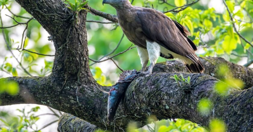 Kaziranga Survey Logs 30 Raptor, 6 Stork Species; Highlights Pallas’s Fish Eagle Habitat