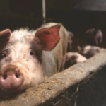 Meghalaya govt intensifies efforts to check spread of African Swine Fever