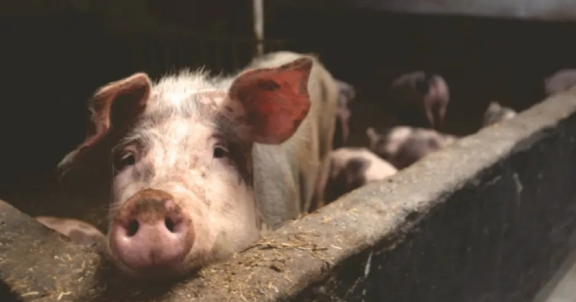 Meghalaya govt intensifies efforts to check spread of African Swine Fever