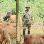 Cross-border cattle smuggling: Meghalaya to set up district task forces