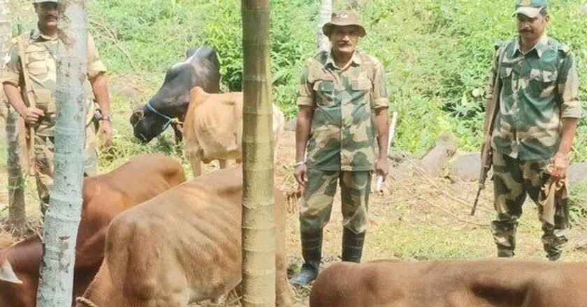 Cross-border cattle smuggling: Meghalaya to set up district task forces