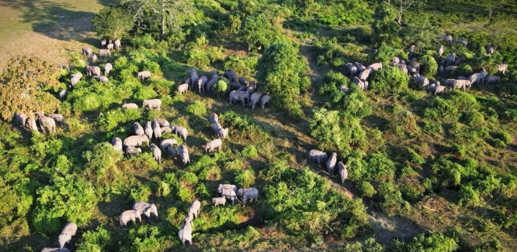 Assam Clears 25,000 Ha Of Forest Land Since 2016, 3.14 Lakh Ha Still Occupied