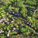 Assam Clears 25,000 Ha Of Forest Land Since 2016, 3.14 Lakh Ha Still Occupied