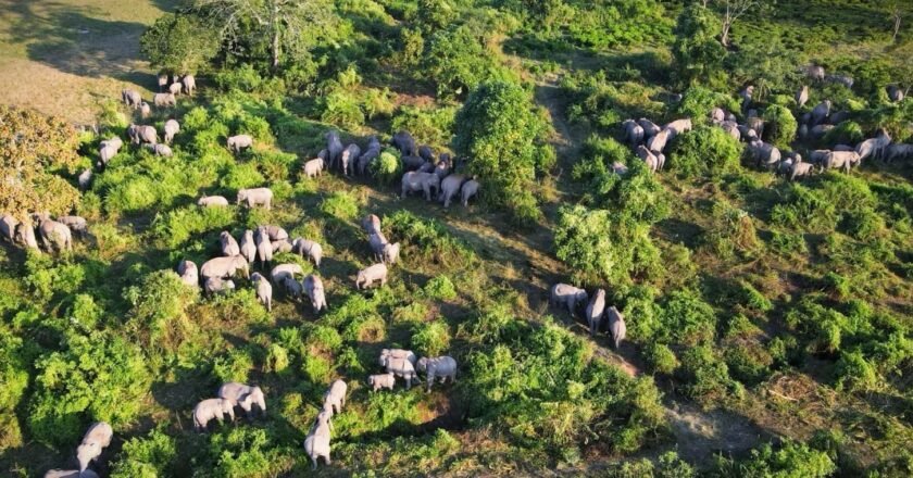 Assam Clears 25,000 Ha Of Forest Land Since 2016, 3.14 Lakh Ha Still Occupied