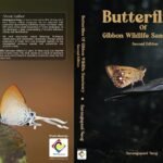 Landmark Guide: 281 Butterflies of Gibbon Sanctuary Catalogued After 12 Years Of Research By AssamNaturalist