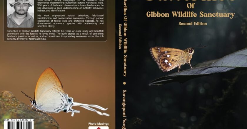 Landmark Guide: 281 Butterflies of Gibbon Sanctuary Catalogued After 12 Years Of Research By AssamNaturalist