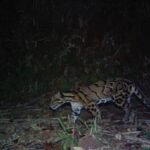Meghalaya launches “Mission Clouded Leopard’ for the conservation of the State Animal