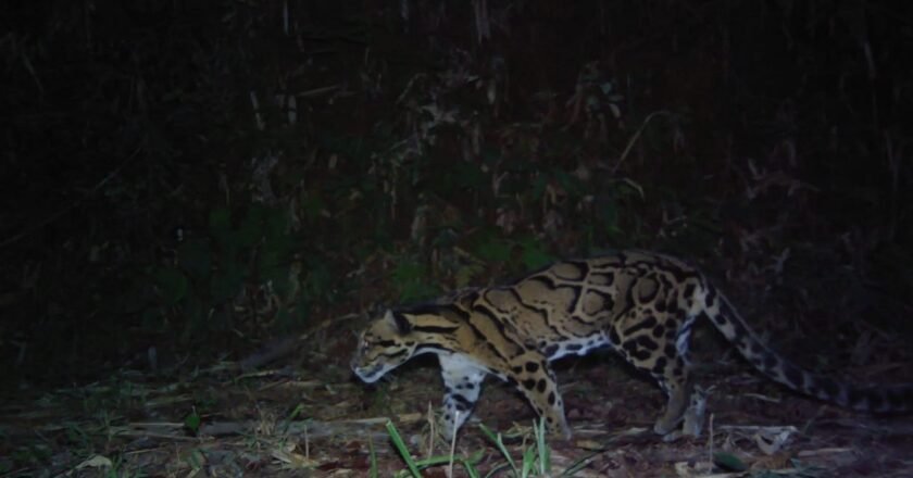 Meghalaya launches “Mission Clouded Leopard’ for the conservation of the State Animal