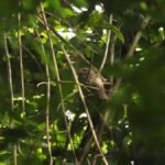 75 years later, Hodgson’s Frogmouth reappears in Meghalaya’s Garo Hills