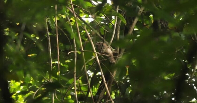 75 years later, Hodgson’s Frogmouth reappears in Meghalaya’s Garo Hills