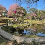 Meghalaya announces full line-up for Cherry Blossom Festival 2026
